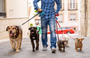 Dog Leash