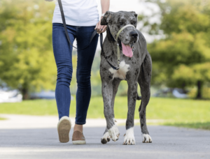 Dog Head Collars