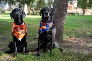 Guide to Dog Bandanas