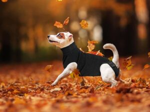 Guide to Dog Recovery Suits