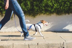 Ultimate Dog Harnesses Guide