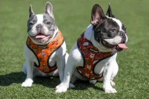 Top Dog Harness Manufacturers In The USA