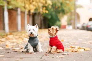 Ultimate Guide To Dog Clothes Wholesale In China