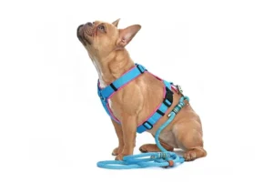H Vs. Y Dog Harnesses,H Dog Harness,Y Dog Harnesses,X Dog Harness
