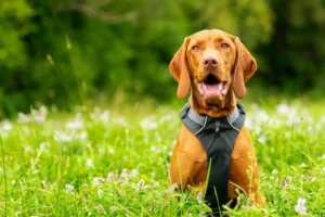 Nylon Dog Harnesses,Neoprene Dog Harnesses,Polyester Dog Harnesses,Cordura Fabric Dog Harnesses,Breathable Dog Harnesses,Tactical Dog Harnesses,No-Pull Dog Harnesses,Eco-Friendly Dog Harnesses,Adjustable Dog Harnesses,Water-Resistant Dog Harnesses,dog harnesses made from