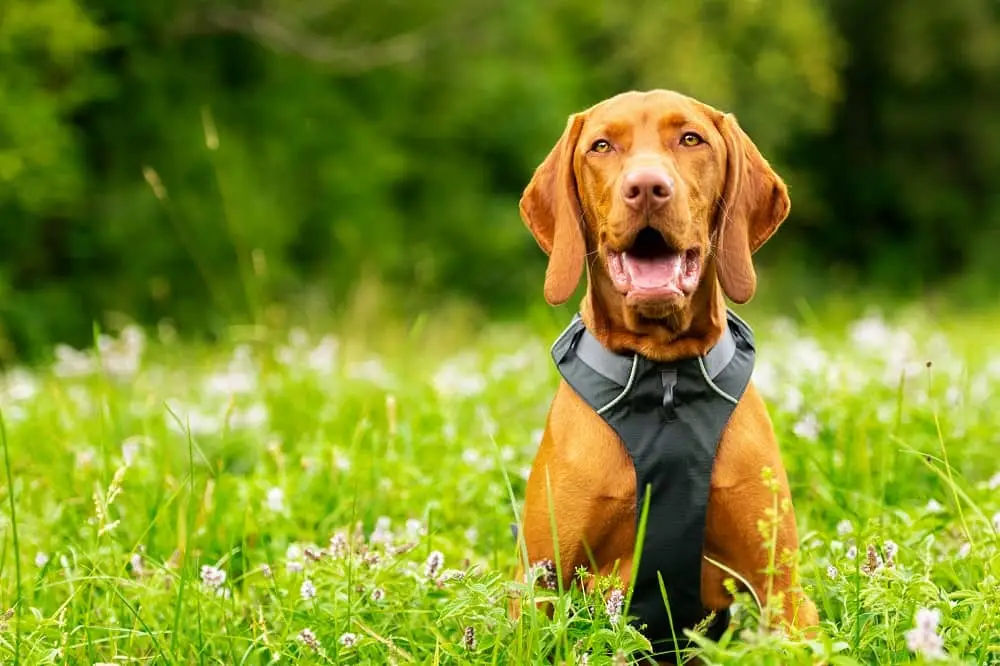 when to use dog harness,harness benefits,dog health