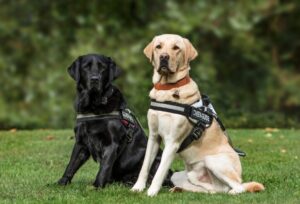 Dog Harness Market Growth,Eco-Friendly Dog Harness,GPS Tracking Dog Harness,LED Dog Harness,Smart Dog Harnesses,Adjustable Dog Harness,Reflective Dog Harness,Sustainable Dog Harness Manufacturing,Innovative Dog Harness Designs,High-Quality Dog Harness,dog harness manufacturing