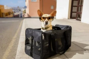 pet carriers,pet carriers business,dog carriers business,Airline Approved Pet Carriers,Hard-Sided Pet Carriers,Soft-Sided Pet Carriers,Pet Carrier Backpacks,Pet Carrier Purses,Car Seat Pet Carriers,Pet Travel Safety,Choosing a Pet Carrier,Pet Carrier Sizes and Materials