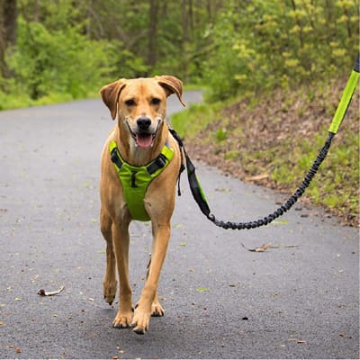 dog harness Manufacturer