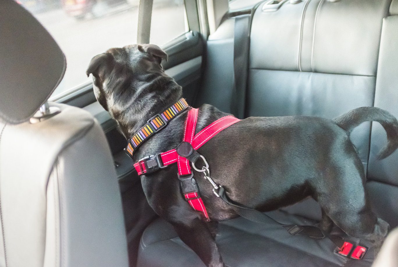 dog harness manufacture,dog harness manufacturer china,dog harness,How are dog harnesses manufactured