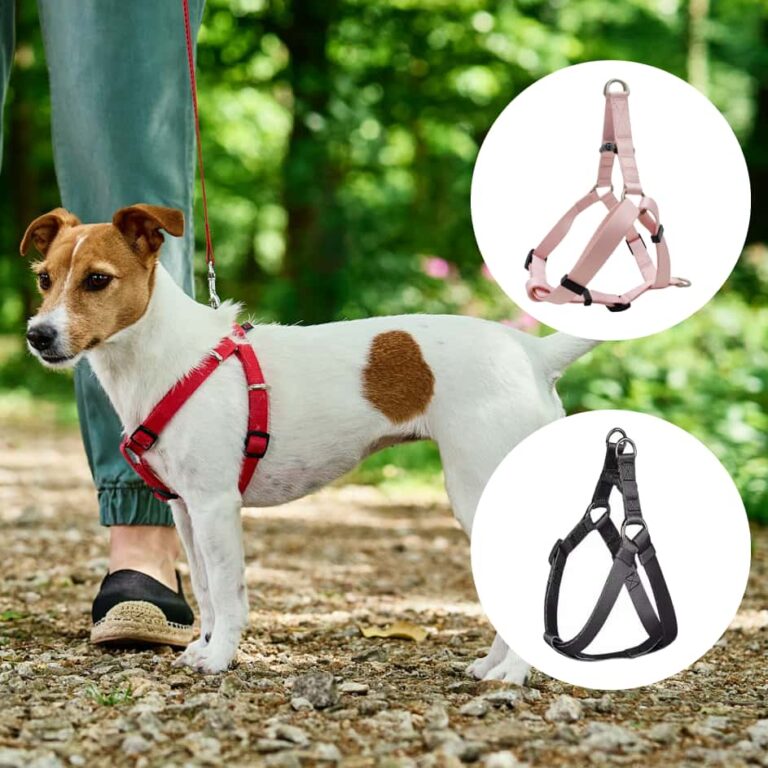 dog harness Manufacturer