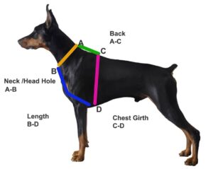 measure your dog