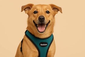 neoprene dog harnesses,dog harness benefits,pet accessories,durable dog gear