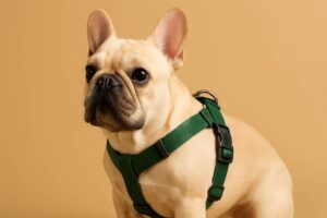 bulldog wearing a harness